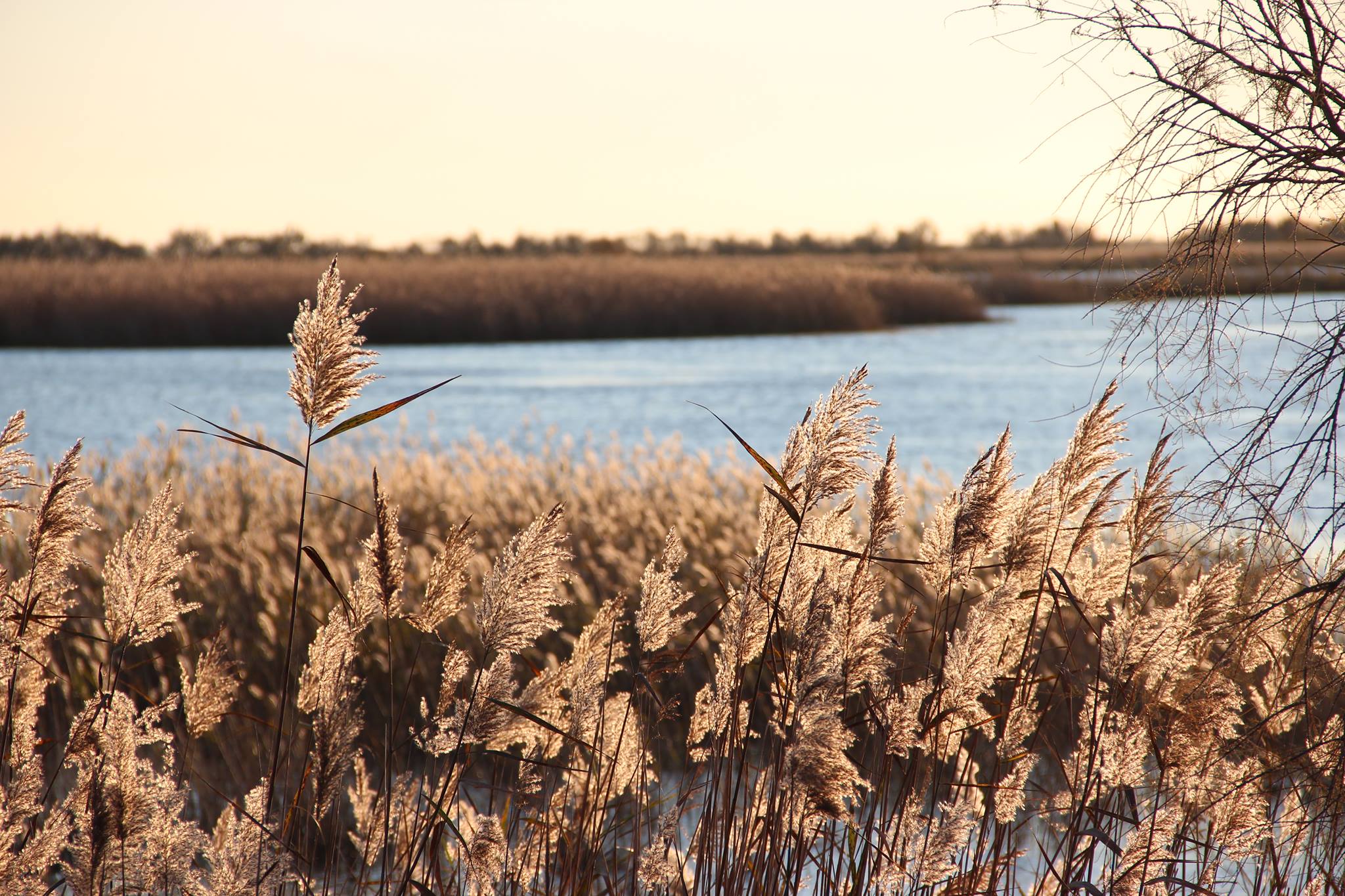 image lili nature paysage camargue