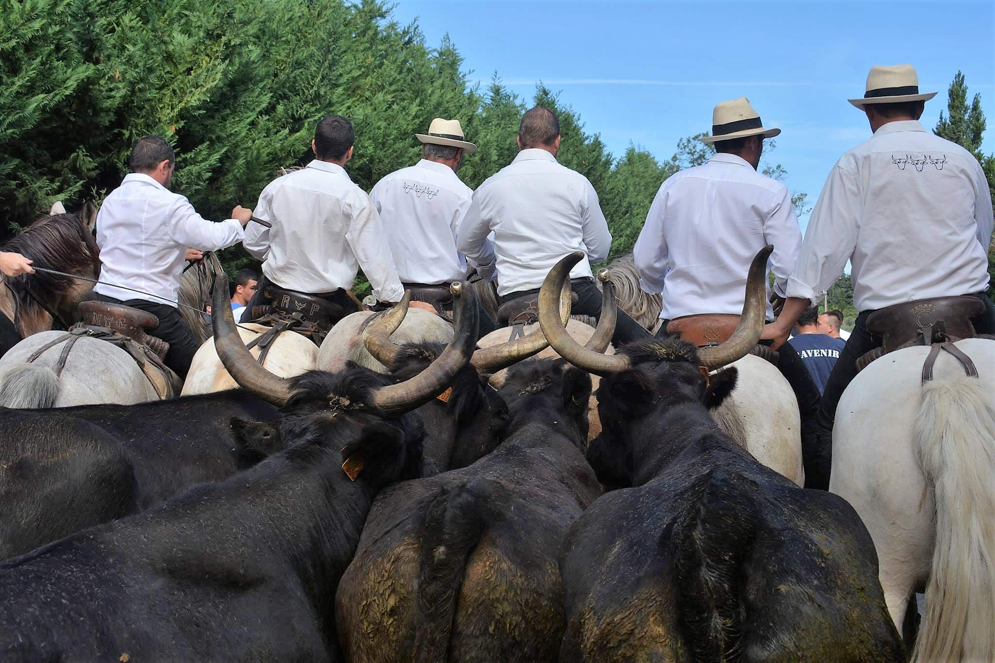 fêtes votives 2019 saint rémy de provence