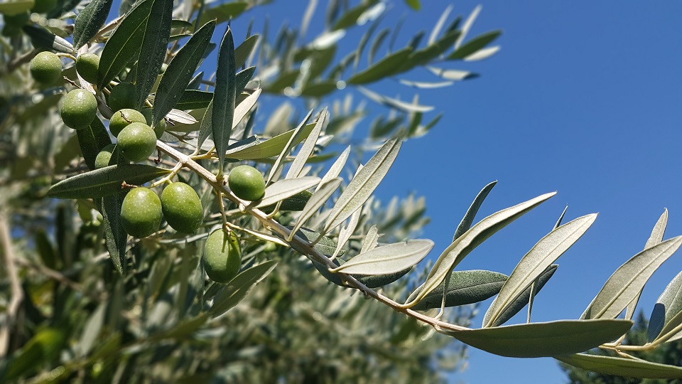 olives vertes Alpilles Pays d'Arles