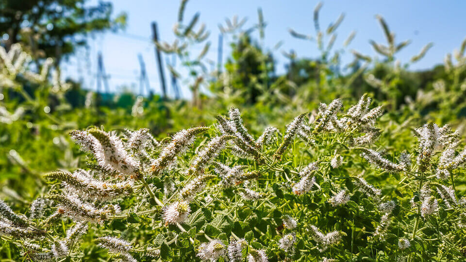 Omeeterra orgon producteur legumes fleurs comestibles et herbes aromatiques bio