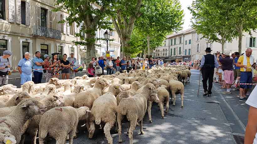 Fête de la Transhumance à Saint Rémy de Provence dans les Alpilles