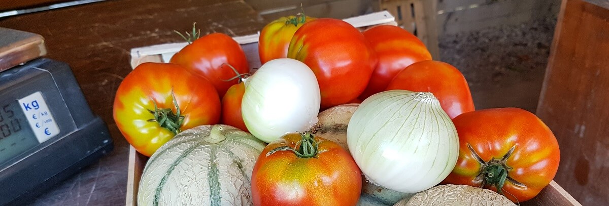 Potager du Cassoulen producteur legumes vente directe à graveson