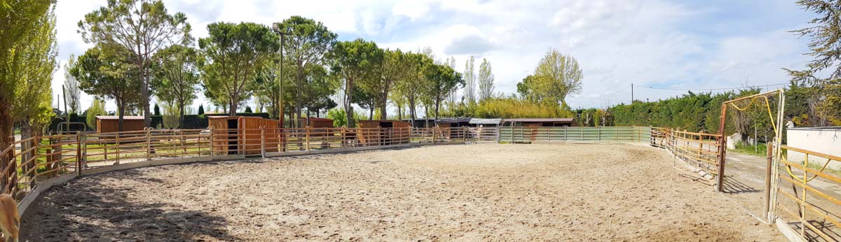 les mylords haras spectacle équestre tarascon