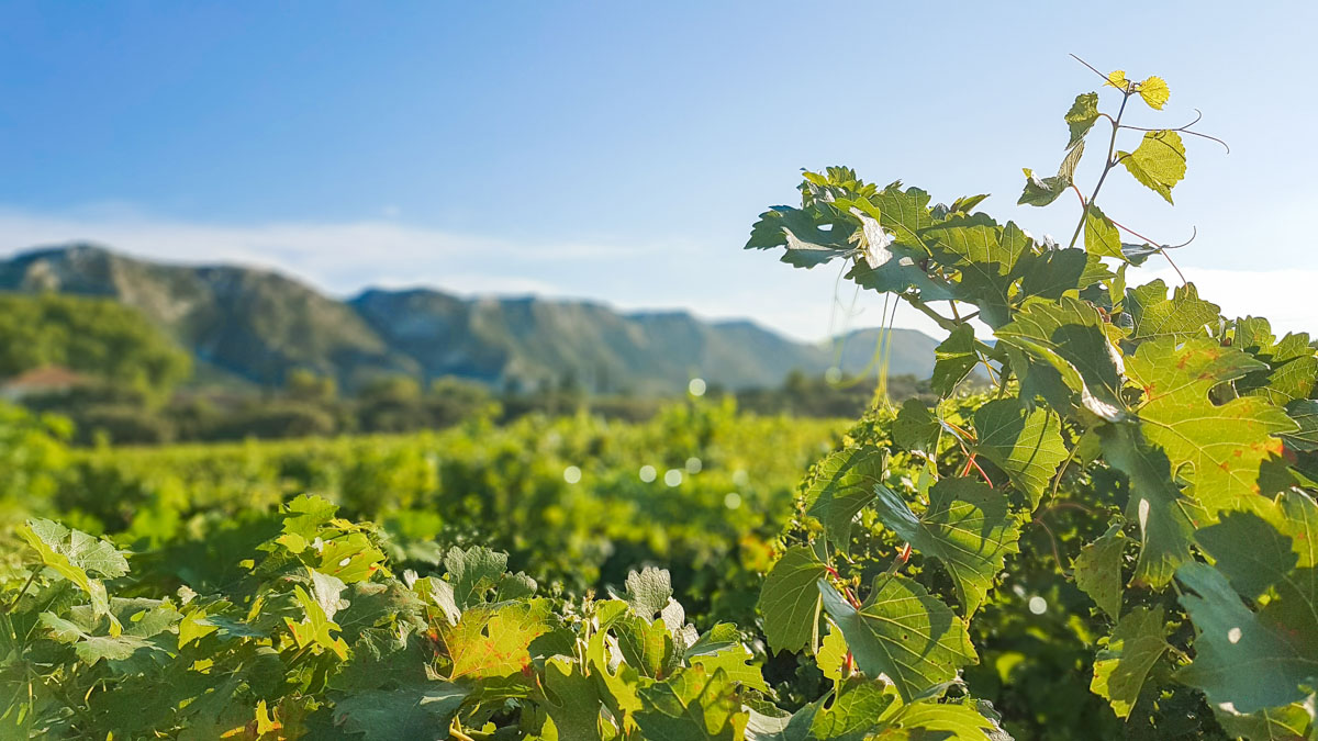 vins bio aoc alpilles baux de provence france