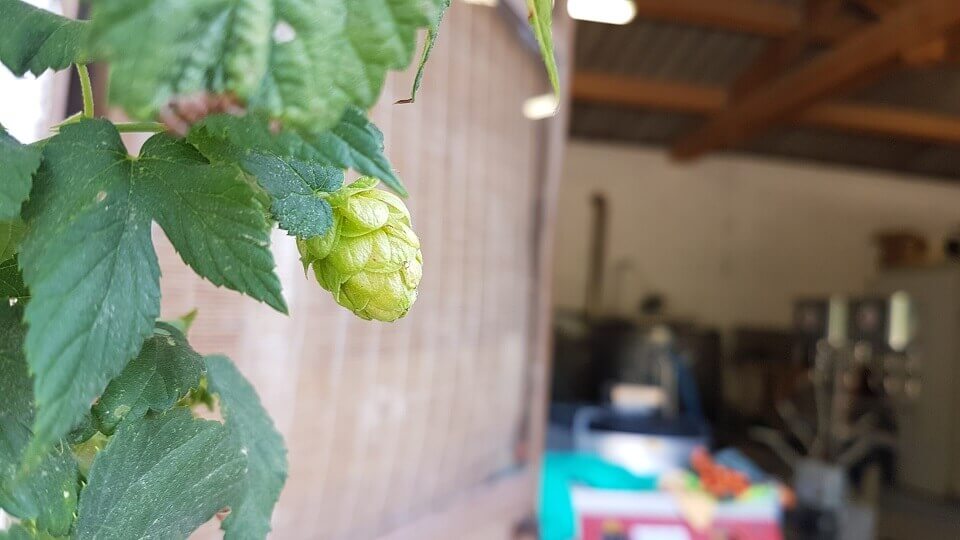 houblon bières bio alpilles Camargue BAA de la Brasserie Artisanale Arlésienne à Arles