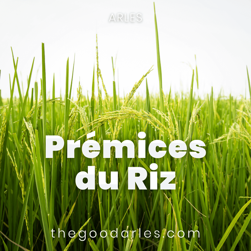 Fête des Prémices du Riz 2023 à Arles en Camargue