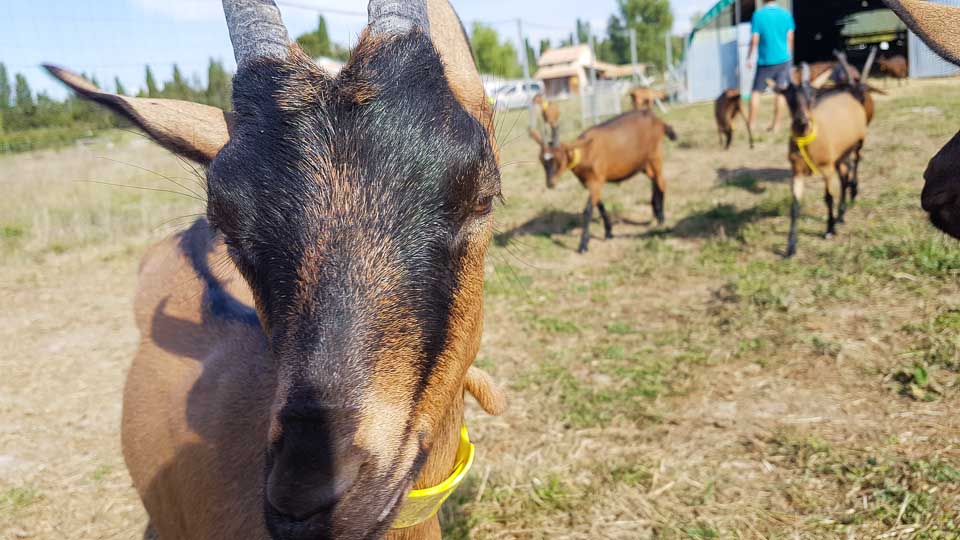 fromages de chèvre fermiers Alpilles, la Ferme du Ségalon à Graveson