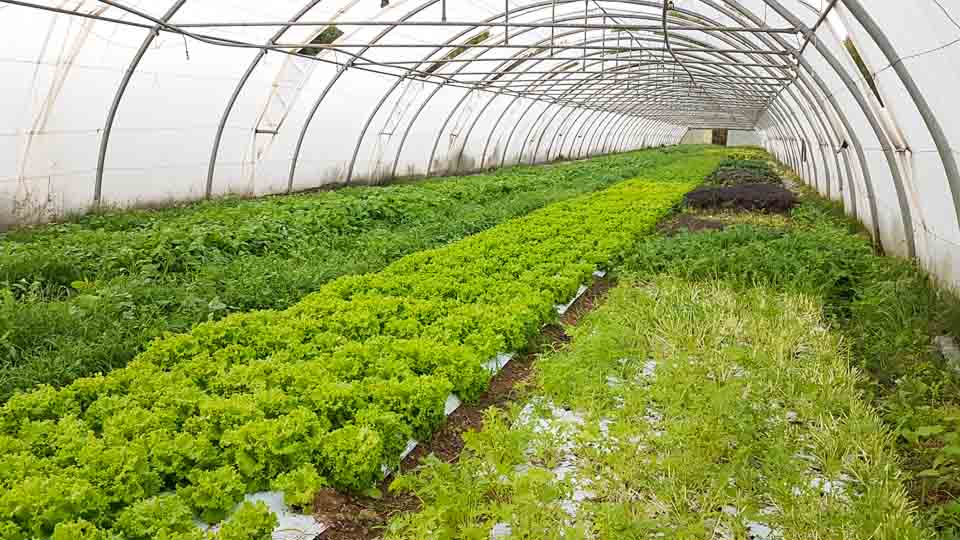 producteur et vente directe fruits et légumes bio alpilles, AMAP Les Jardins de Cidamos à Fontvieille