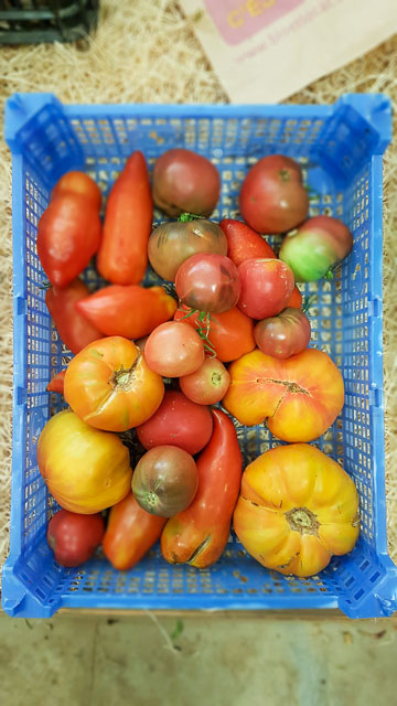 producteur et vente directe fruits et légumes bio alpilles, AMAP Les Jardins de Cidamos à Fontvieille