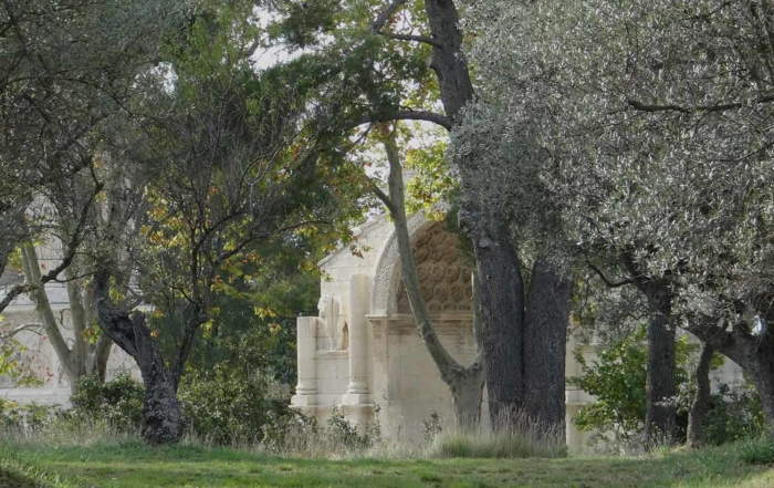 Oliviers à Saint Paul à Saint Saint Rémy de Provence Alpilles