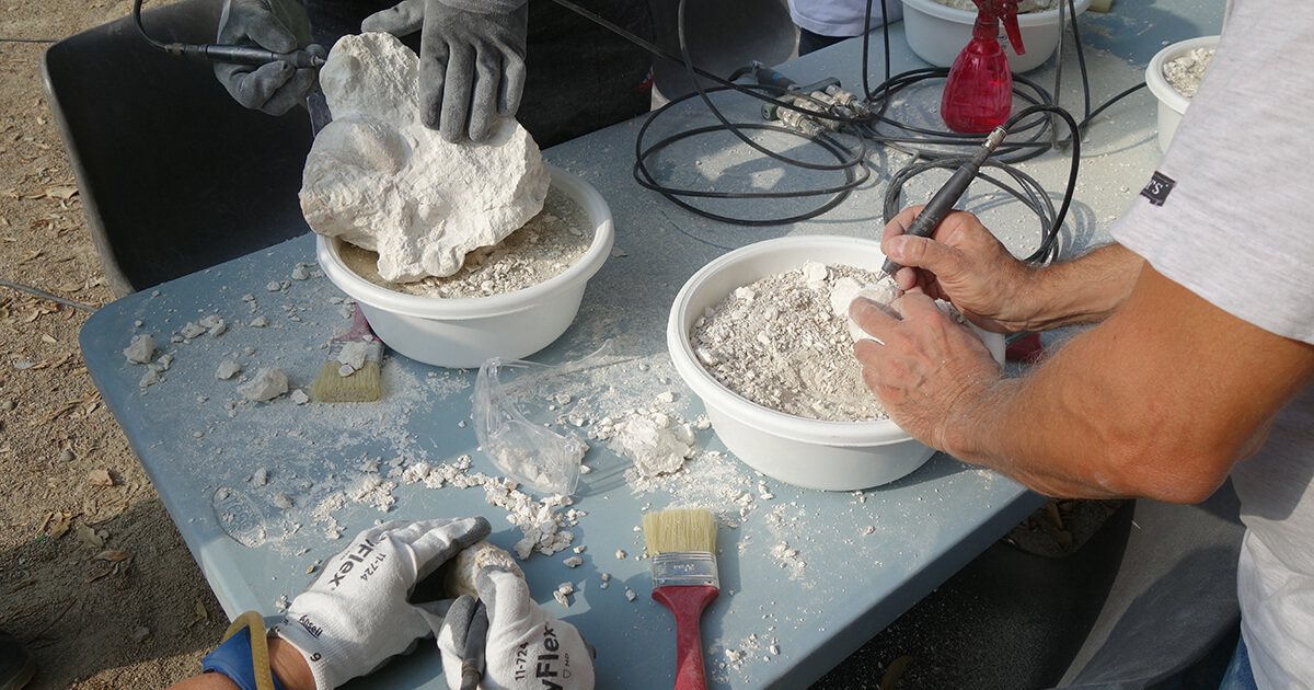 atelier dégagement fossiles alpilles