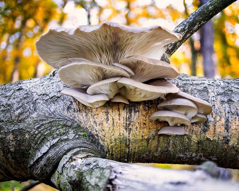 A la découverte des champignons des Alpilles à Mouriès le 22 octobre 2023