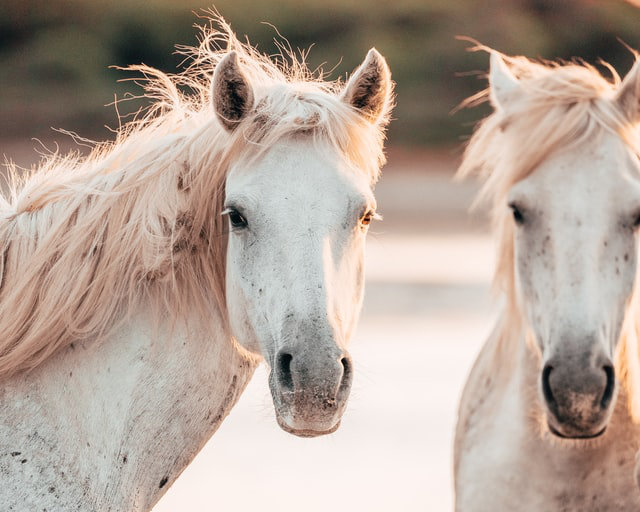 Roussataïo Arles et Camargue