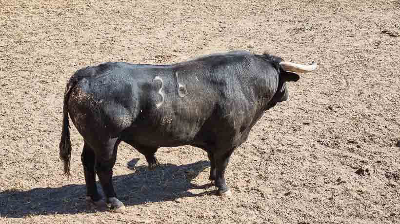 Espace Toros aux corrales de Gimeaux à Arles