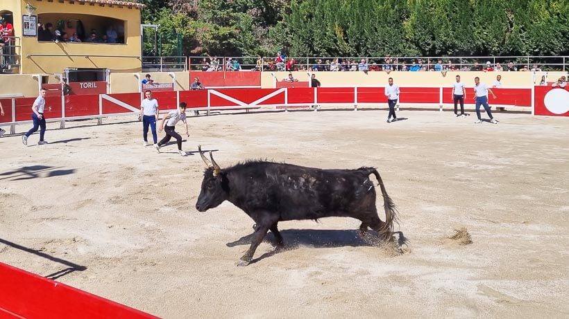 Espace Toros aux corrales de Gimeaux à Arles