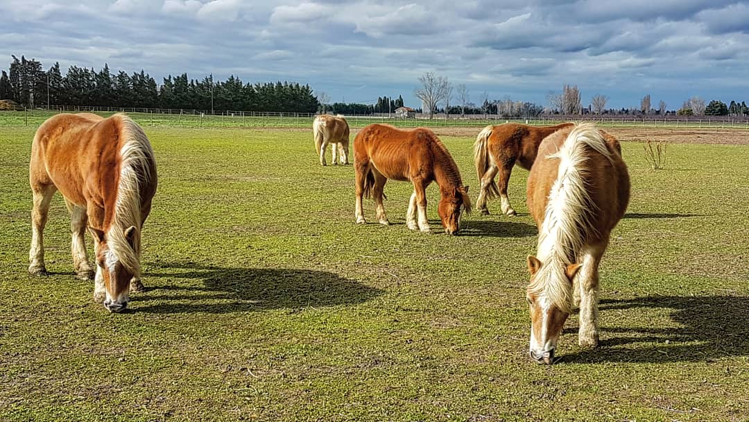 Foire aux chevaux du 1er mai à Saint Rémy de Provence