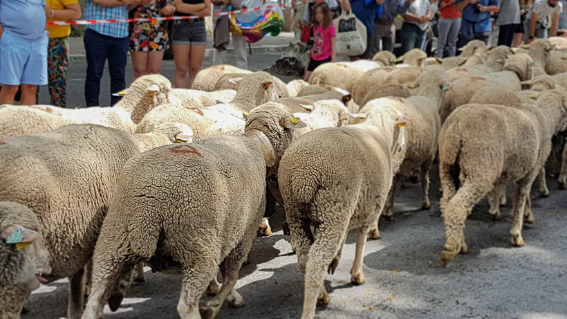 Fête du Printemps 2022 à Saint Martin de Crau