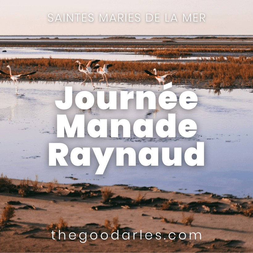 Journée de la Manade Raynaud 2024 aux Saintes Maries de la Mer en Camargue