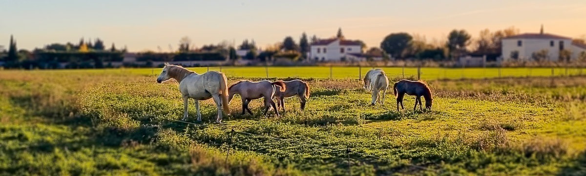 Caroline Maureau, éleveuse de jument et poulains de camargue à Arles et productrice de cosmétiques naturels à base de lait de jument