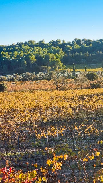 Vin bio AOP Baux de Provence du domaine Mas de Gourgonnier à Mouriès