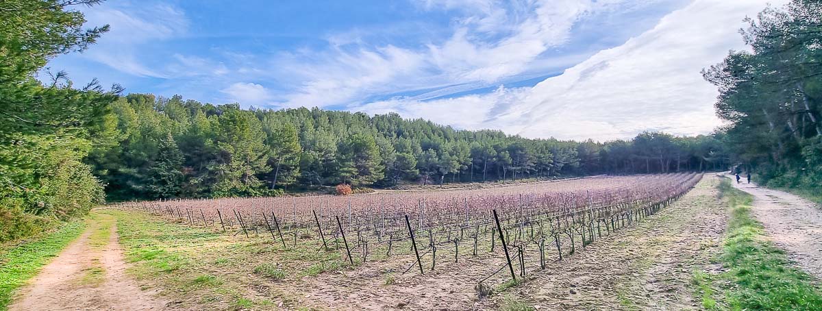 Vignoble bio à Noves - Domaine du Devès