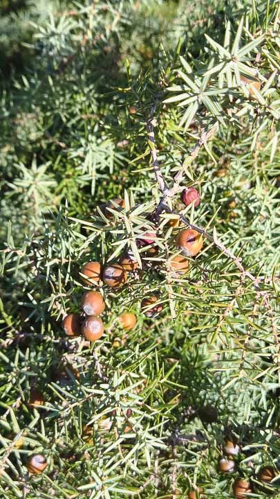 Guide Randonnée et Vélo dans les Alpilles et en Camargue - Rythm'Alpilles Maria Bertilsson