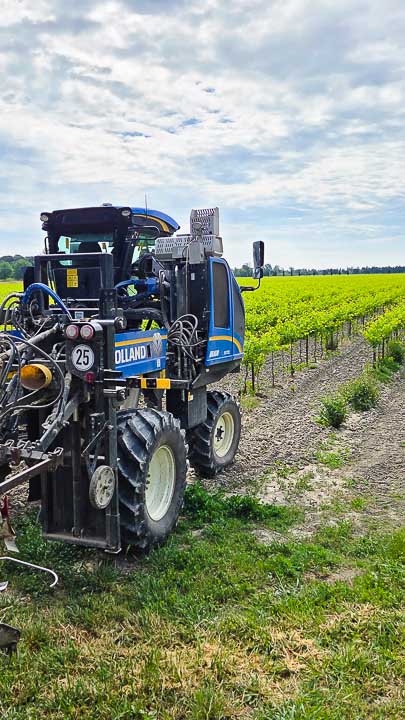Domaine viticole Isle Saint Pierre en Camargue