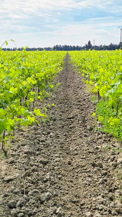 Domaine viticole Isle Saint Pierre en Camargue