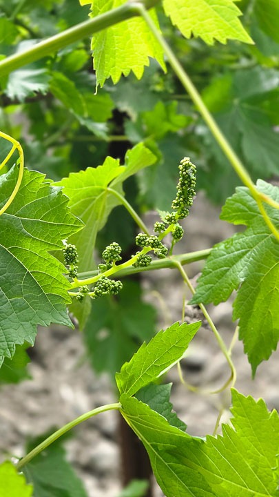 Domaine viticole Isle Saint Pierre en Camargue