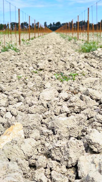Domaine viticole Isle Saint Pierre en Camargue