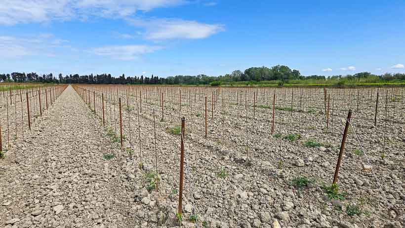 Domaine viticole Isle Saint Pierre en Camargue